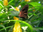 Farfalle 5
