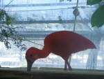 Ibis rosso 1