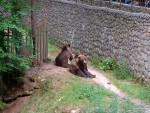 Bears 17