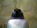 Pinguinos 3