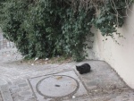 Mont Matre - Gatto nero