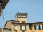 Toscana - Lucca 17