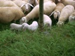 Pecore 1