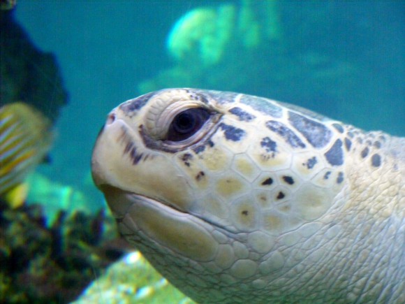 Sea turtle 5